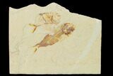 Cretaceous Fish (Diplomystus & Sedenhorstia) Fossils - Lebanon #162751-1
